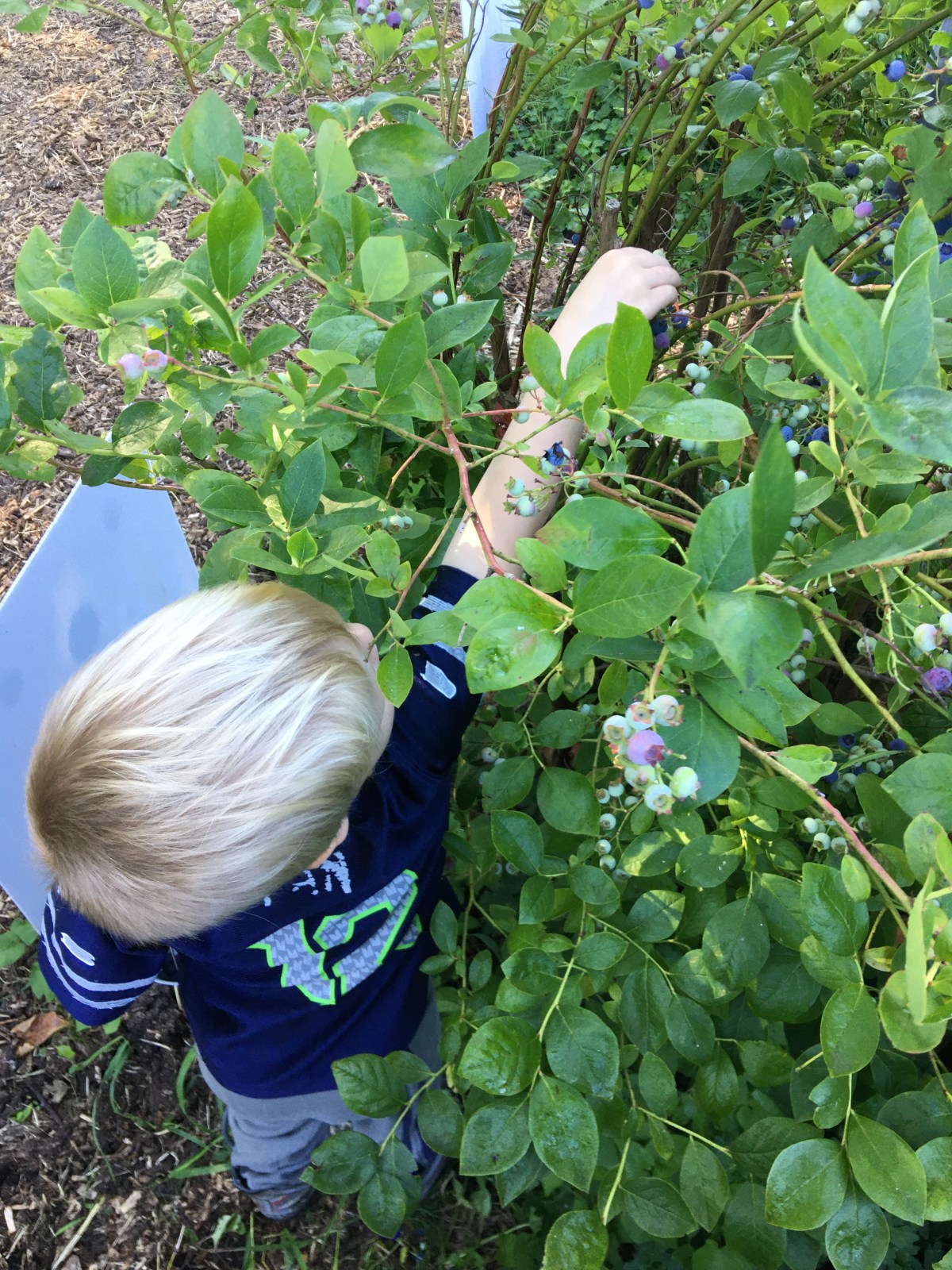 Rolling In Blueberries!!!