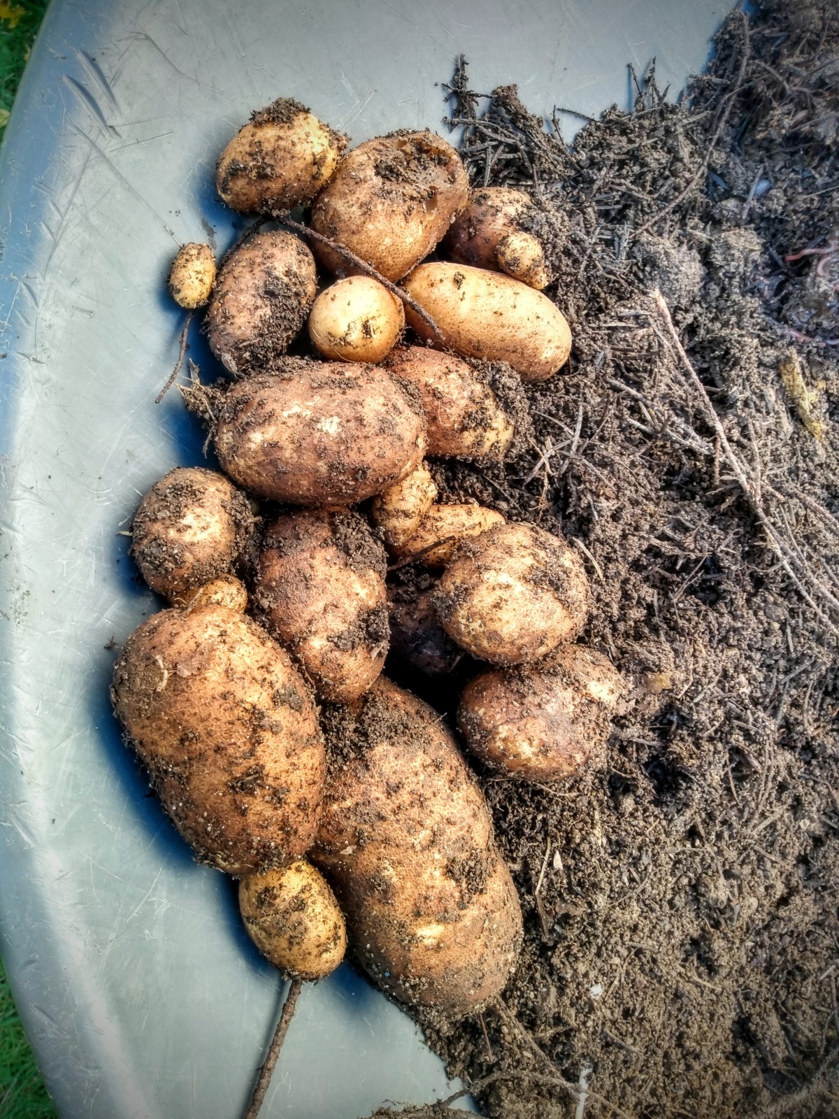 First Year With Grow&nbsp;Bags