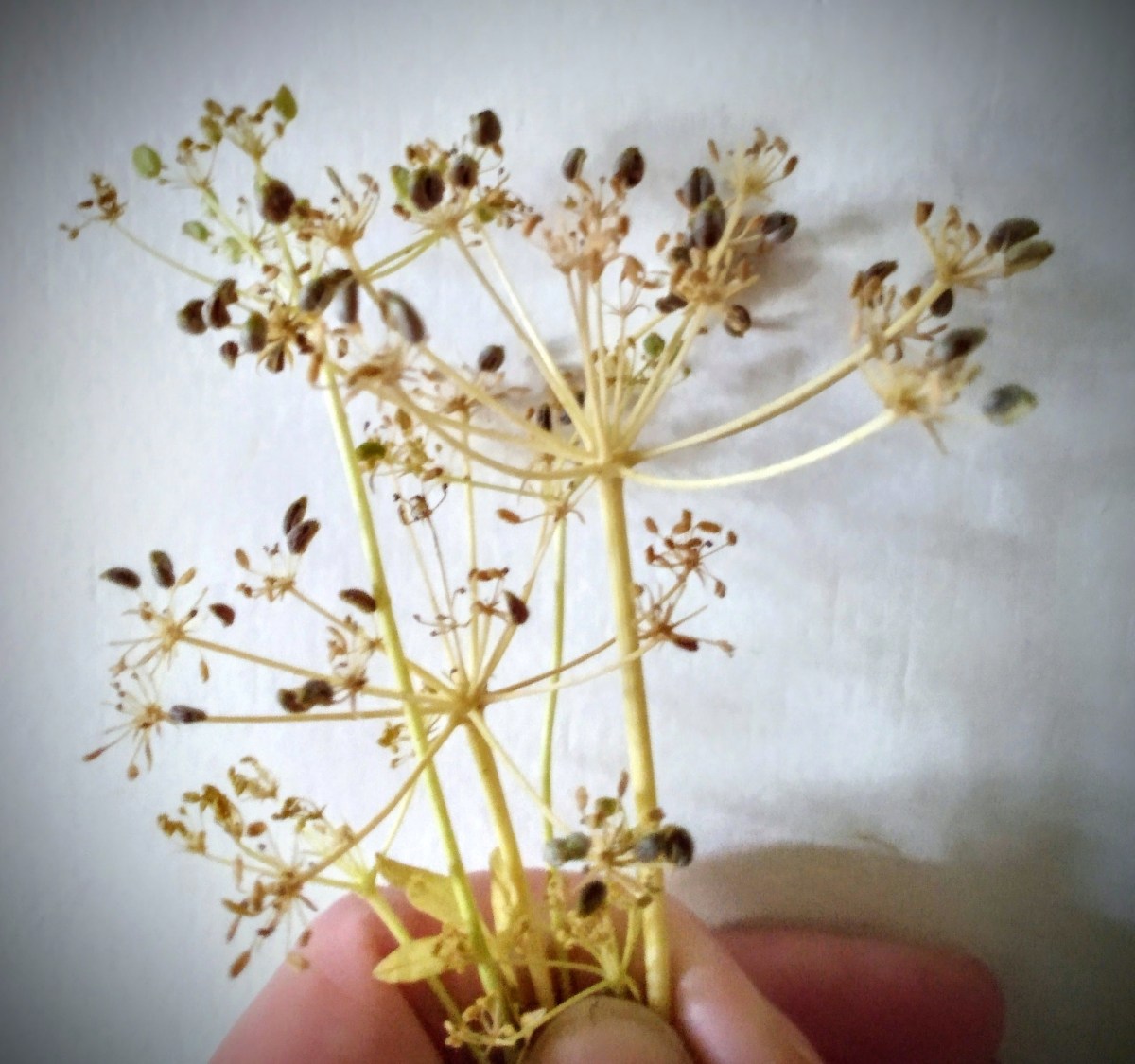 Patience Grasshopper